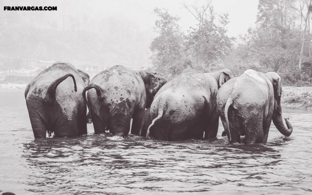 Elefantes en Chiang Mai