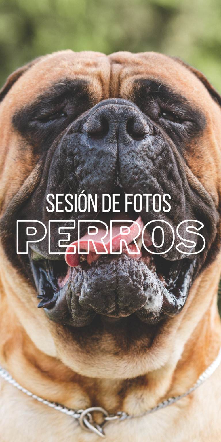 Fran Vargas, Fotógrafo de perros Granada y Málaga Fran Vargas, Fotógrafo de perros Granada y Málaga