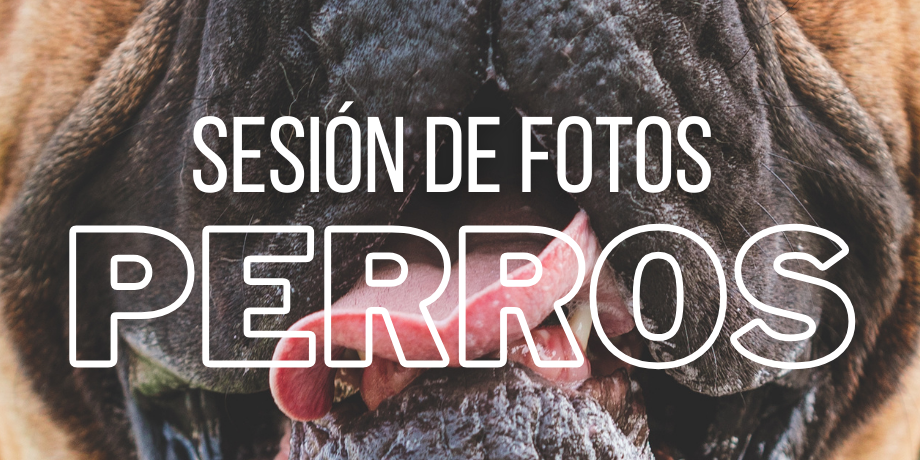 Fran Vargas, Fotógrafo de perros Granada y Málaga
