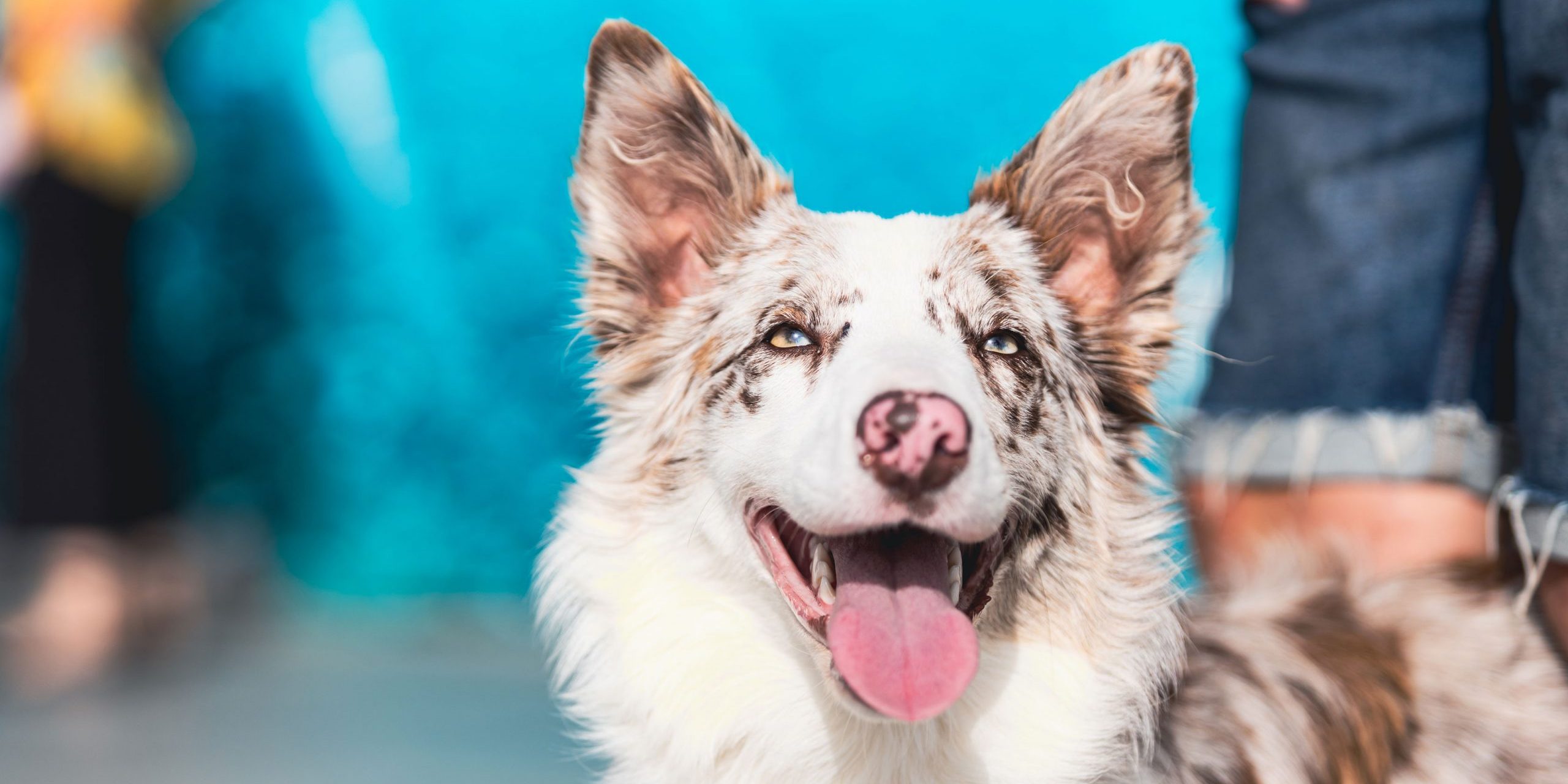 Fotógrafo de perros Granada y Málaga
