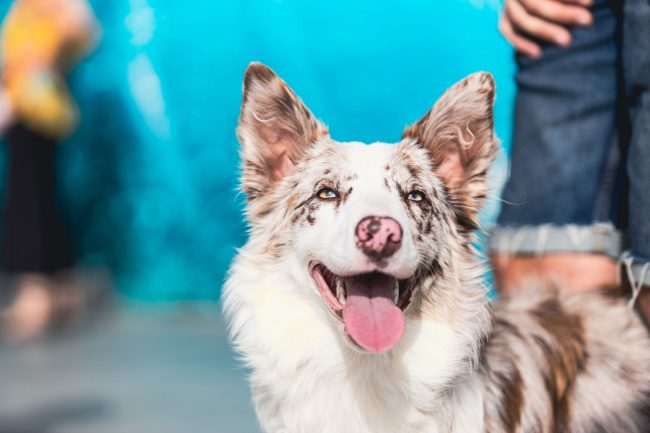 Fotógrafo de perros Granada y Málaga
