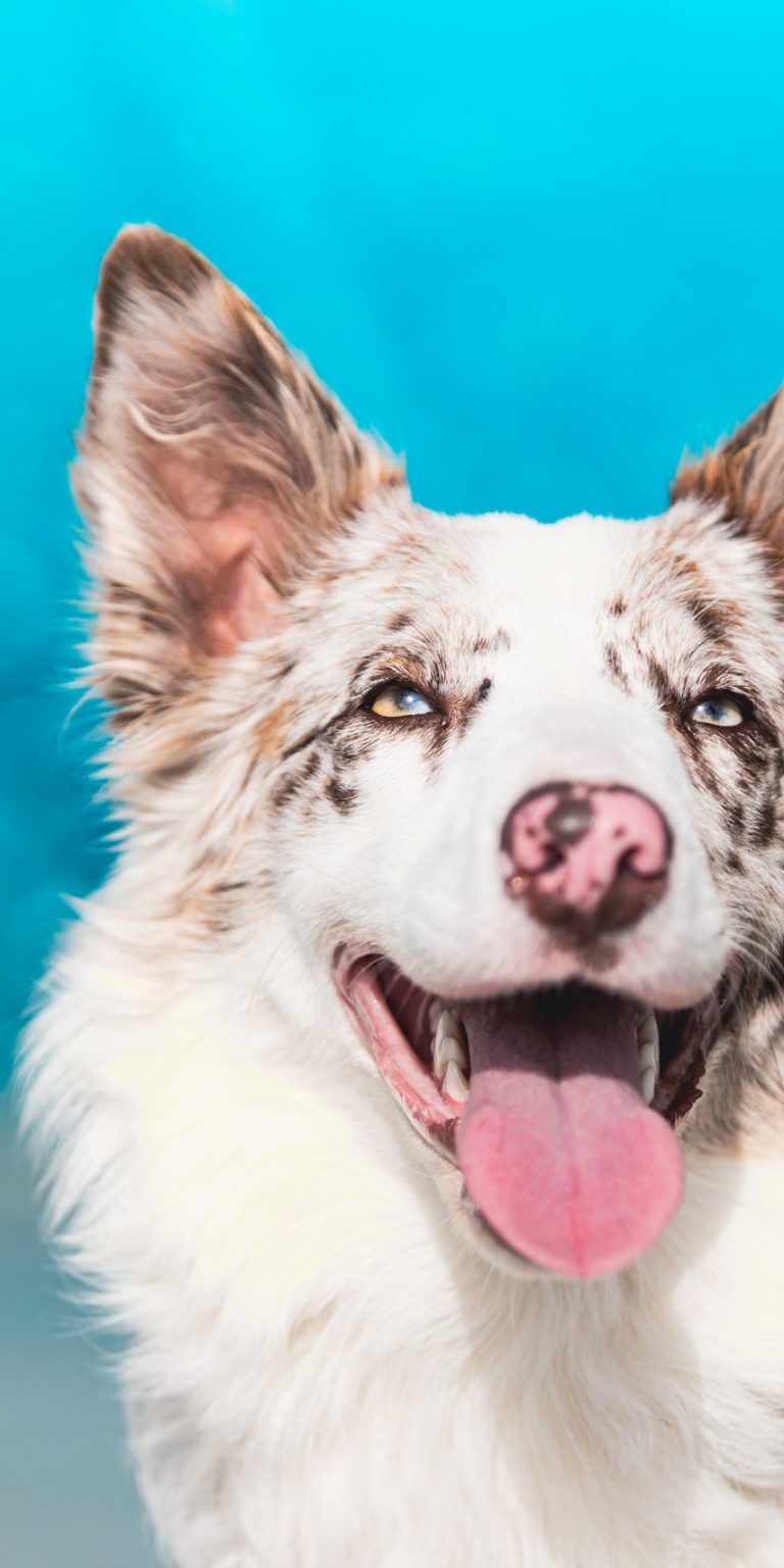 Fotografo-de-perros-Málaga- Fotógrafo de perros Granada y Málaga
